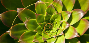 Fibonacci Series